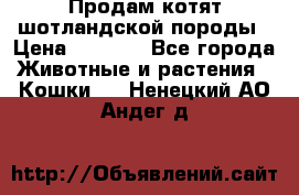 Продам котят шотландской породы › Цена ­ 2 000 - Все города Животные и растения » Кошки   . Ненецкий АО,Андег д.